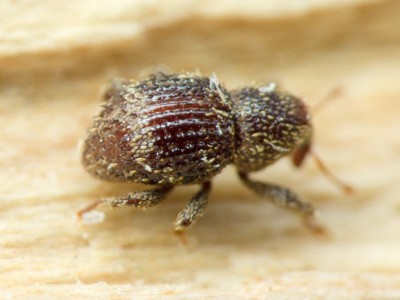 Acalles (Acalles) echinatus (Germar, 1824)